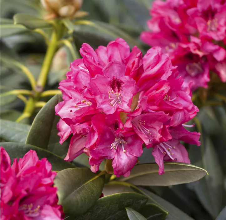 Yaku-Rhododendron 'Sneezy'