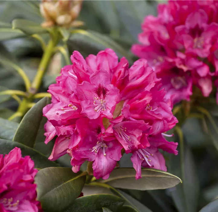 Yaku-Rhododendron 'Sneezy'