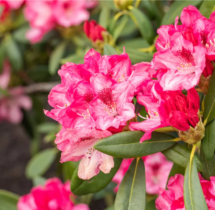 Yaku-Rhododendron 'Sneezy'