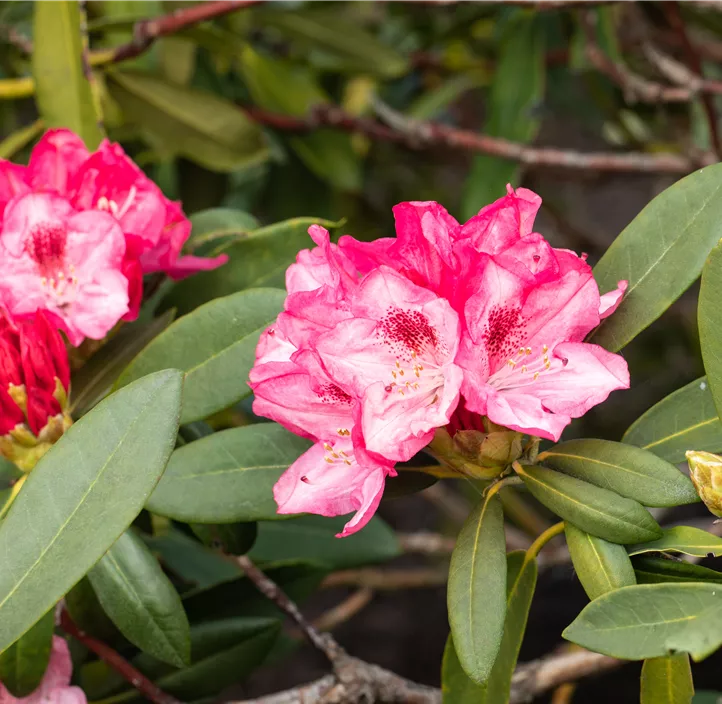 Yaku-Rhododendron 'Sneezy'