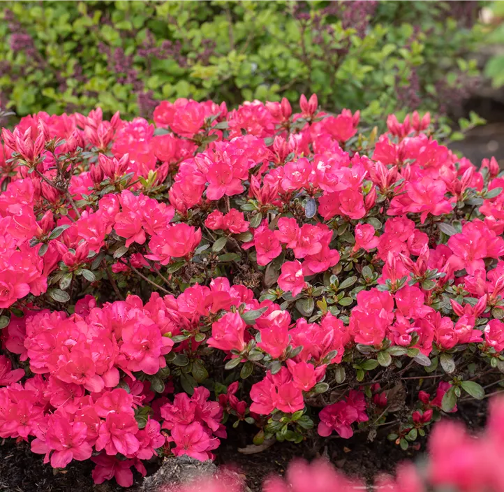 Yaku-Rhododendron 'Sneezy'