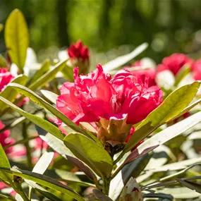 Rhododendron Sneezy
