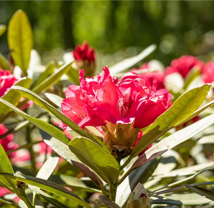 Yaku-Rhododendron 'Sneezy'