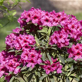Rhododendron Mix