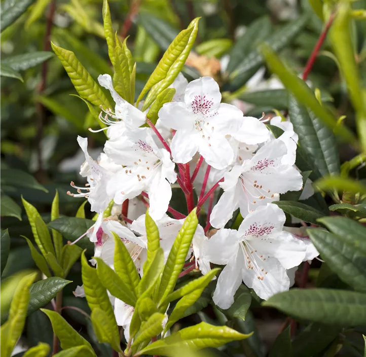 Rhododendron