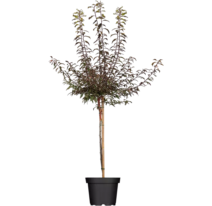 Wildpflaume 'Haferschlehe'