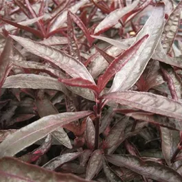 Alternanthera sesselis Heilkräuter