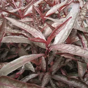 Alternanthera sesselis Heilkräuter