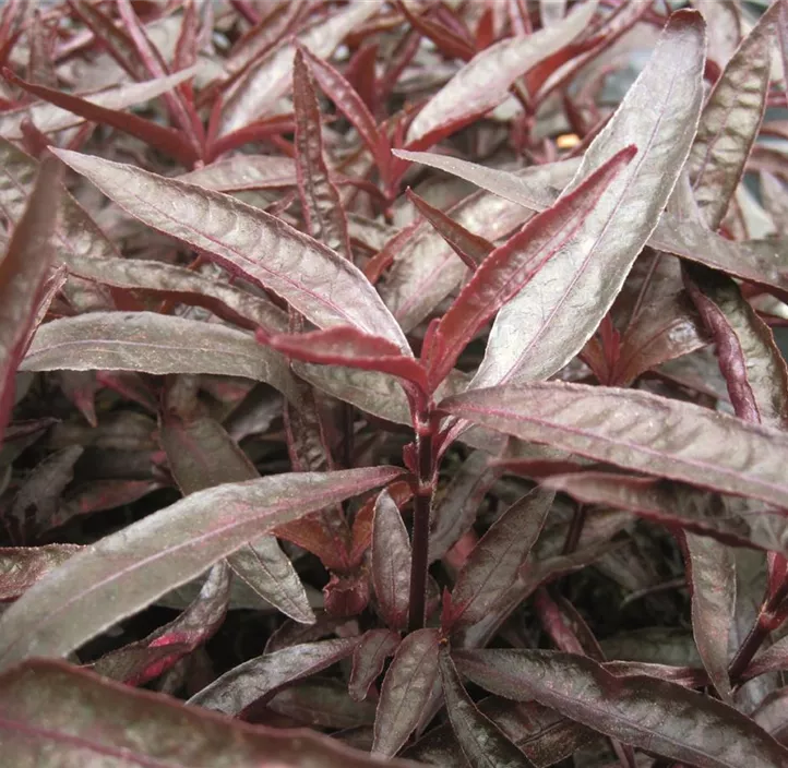 Mukunu-Wenna Pflanze