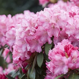Rhododendron Caroline Allbrook