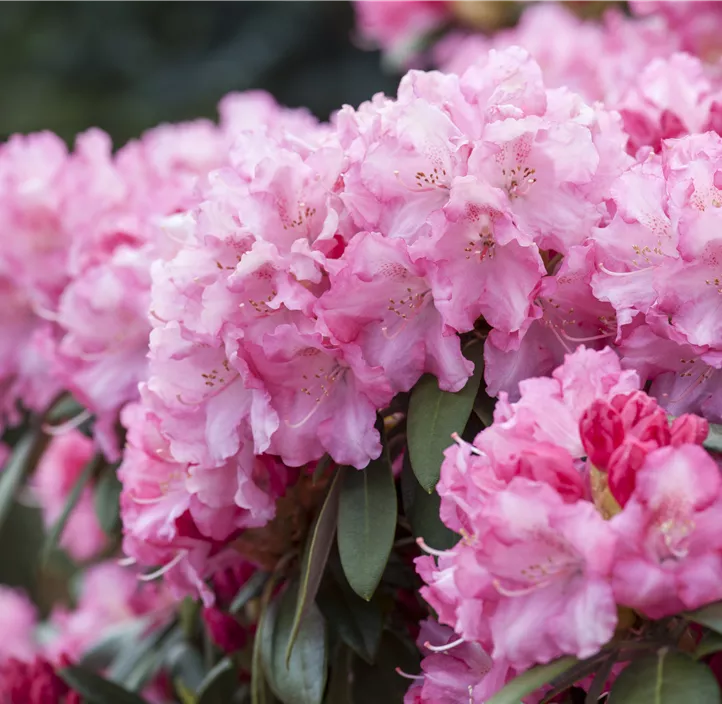 Yaku-Rhododendron 'Caroline Allbrook'