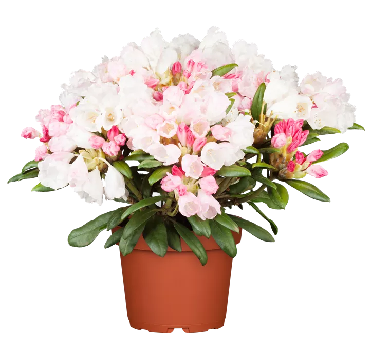 Yaku-Rhododendron 'Dreamland'