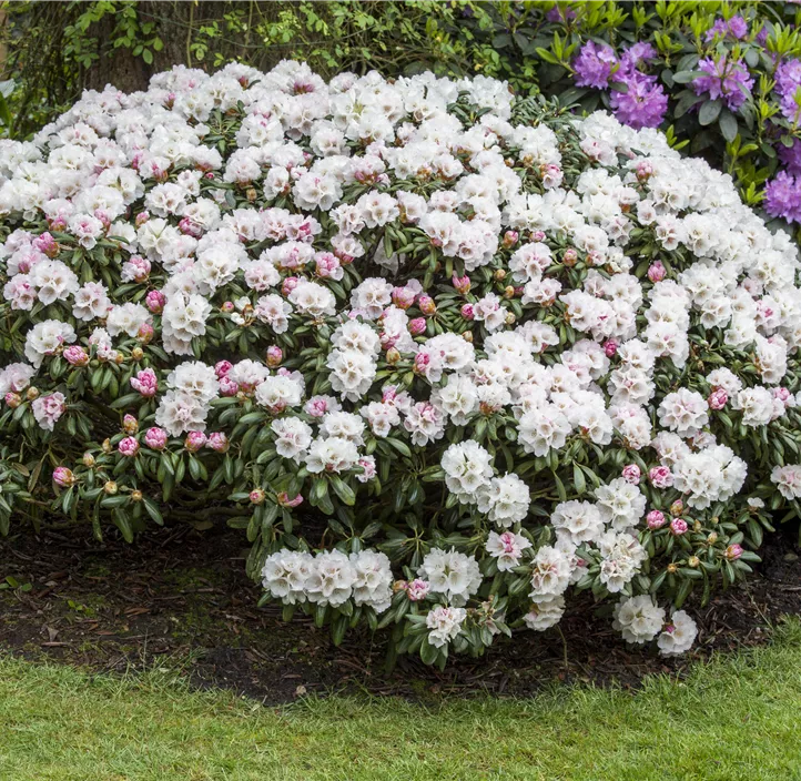 Yaku-Rhododendron 'Dreamland'
