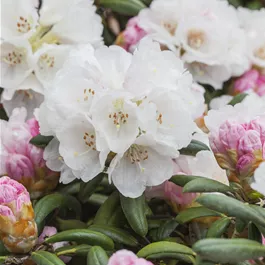 Rhododendron Dreamland