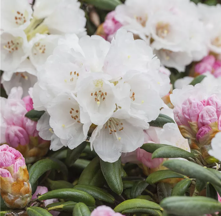Yaku-Rhododendron 'Dreamland'
