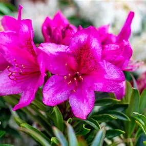 Rhododendron ponticum Grazeasy Dark Pink