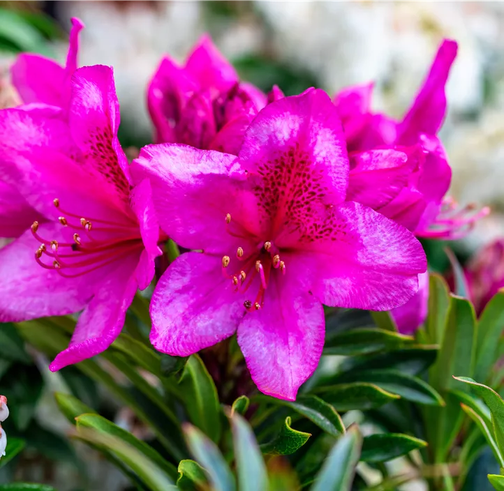 Pontischer Rhododendron 'Grazeasy® Dark Pink'