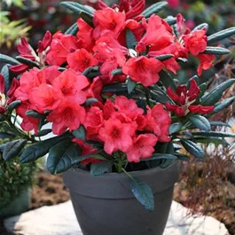 Rhododendron Hybride 'Elizabeth Red' sense