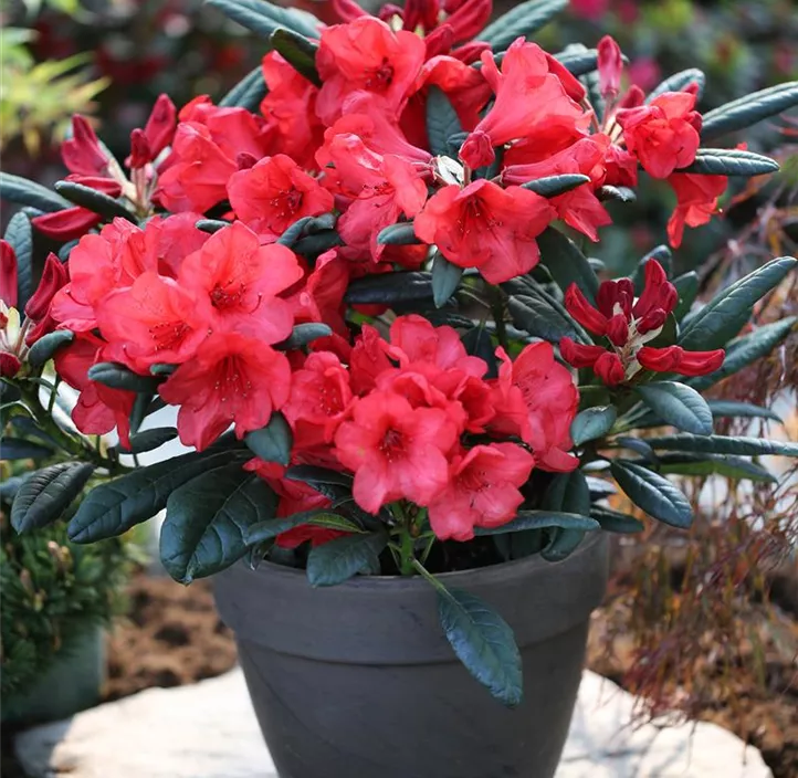 Rhododendron 'Elizabeth Red'