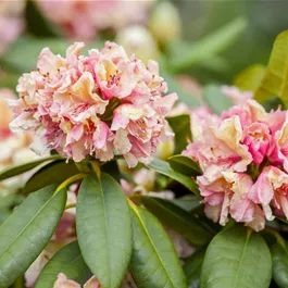 Rhododendron Hybride 'Brasilia' III