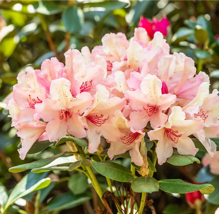Rhododendron-Hybride 'Brasilia'