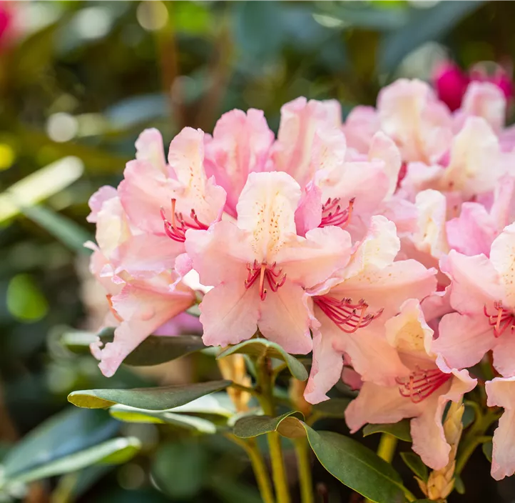 Rhododendron-Hybride 'Brasilia'