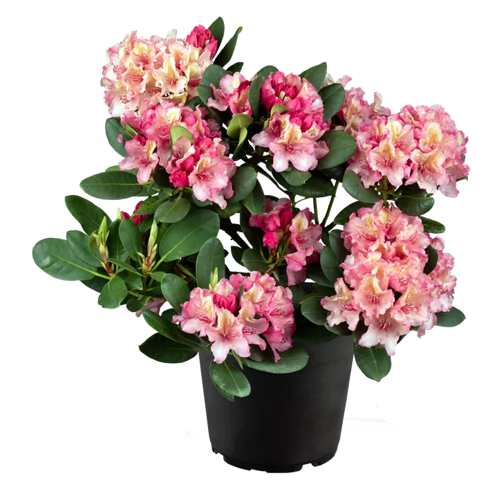 Rhododendron-Hybride 'Brasilia'