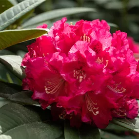 Rhododendron hybride Marie Fortier