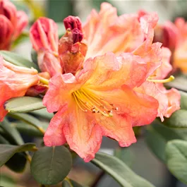 Rhododendron hybride Tortoiseshell Orange