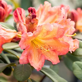 Rhododendron hybride Tortoiseshell Orange