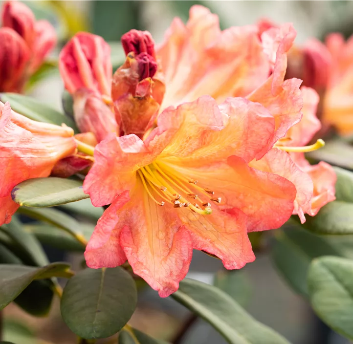 Rhododendron 'Tortoiseshell Orange'