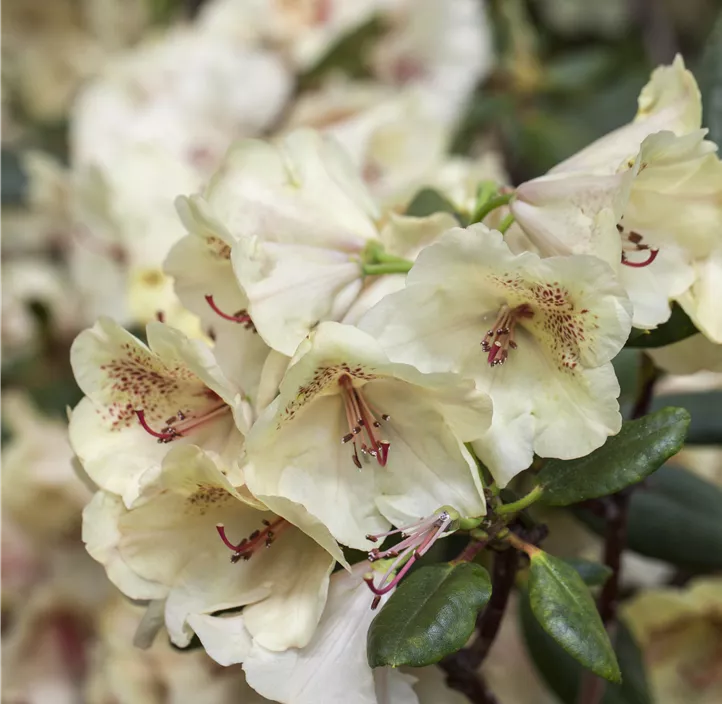 Rhododendron-Hybride 'Viscy'