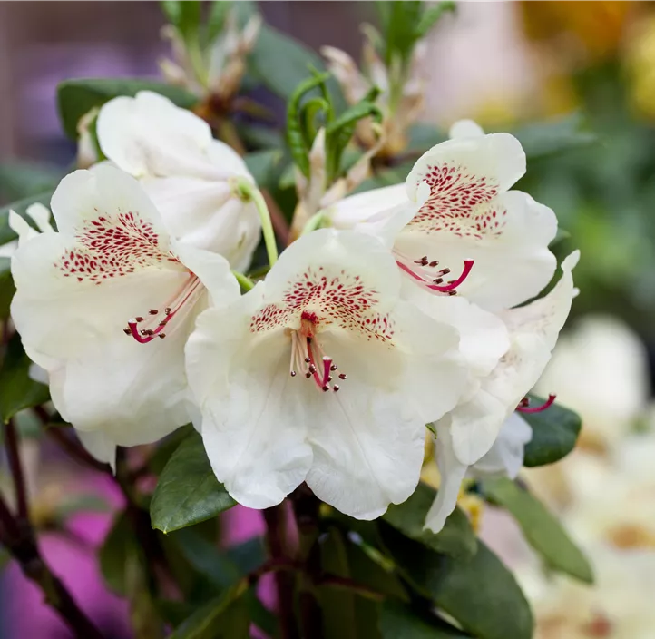 Rhododendron-Hybride 'Viscy'