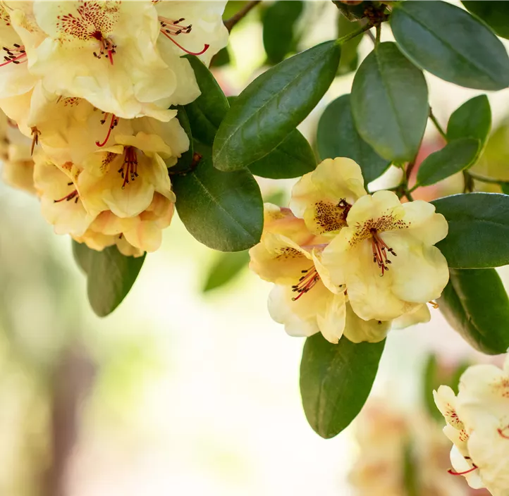 Rhododendron-Hybride 'Viscy'