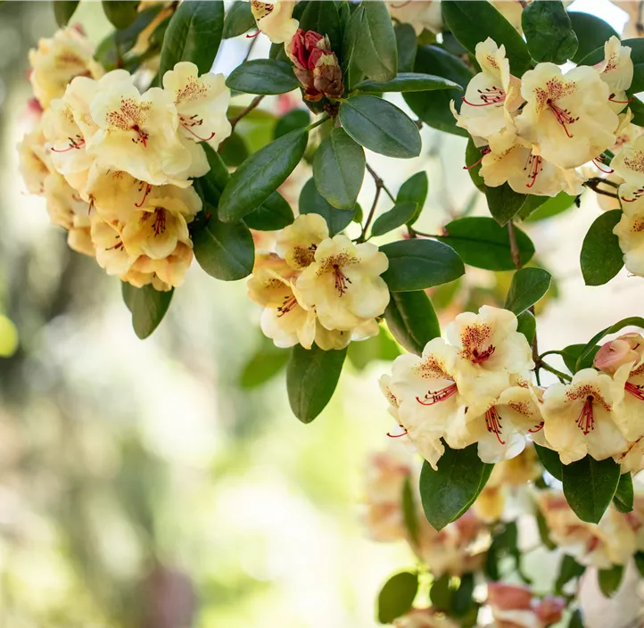 Rhododendron-Hybride 'Viscy'