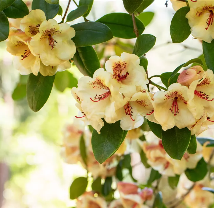 Rhododendron-Hybride 'Viscy'