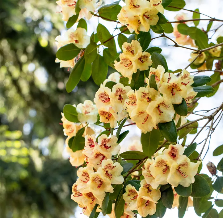 Rhododendron-Hybride 'Viscy'