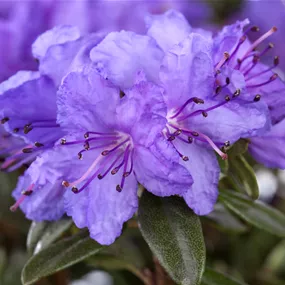 Rhododendron Lilly Bell