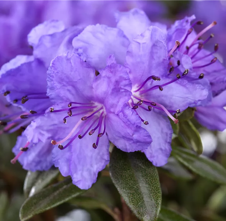 Rhododendron 'Lilly Bell®'