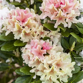Rhododendron Percy Wiseman