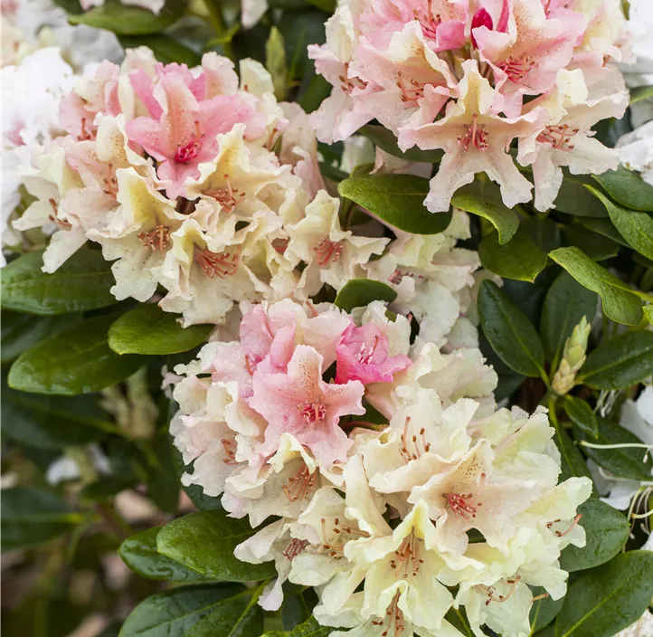 Yaku-Rhododendron 'Percy Wiseman'