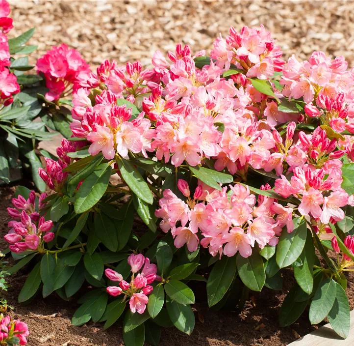 Yaku-Rhododendron 'Percy Wiseman'