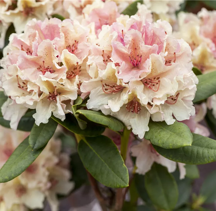 Yaku-Rhododendron 'Percy Wiseman'