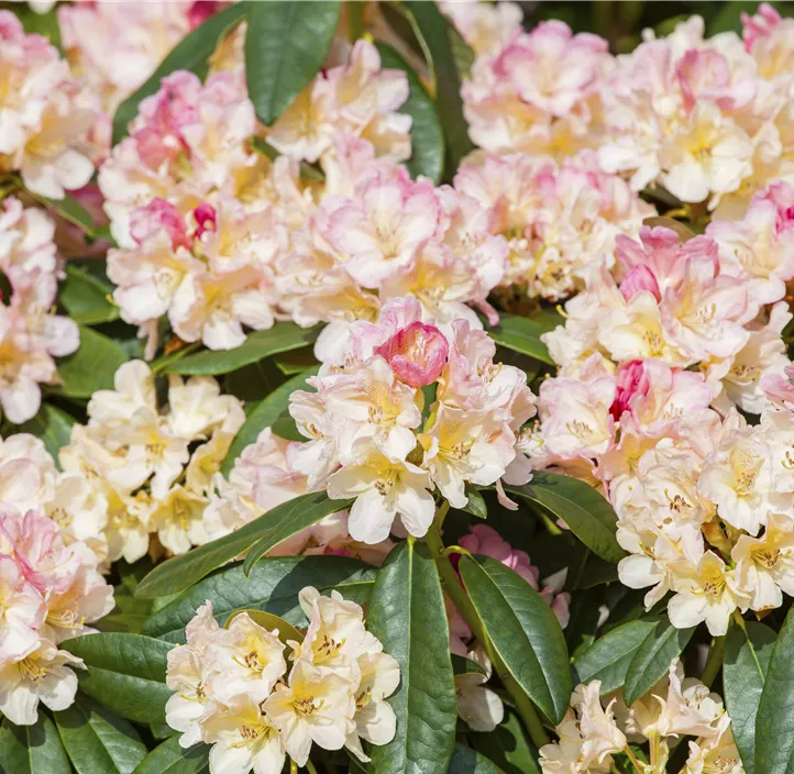 Yaku-Rhododendron 'Percy Wiseman'