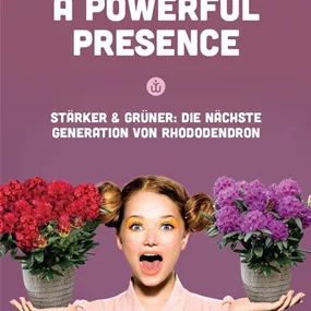 Rhododendron Powerplant Sortiment