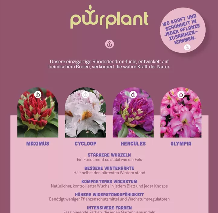 Rhododendron Powerplant Sortiment