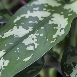 Aglaonema commutatum Maria