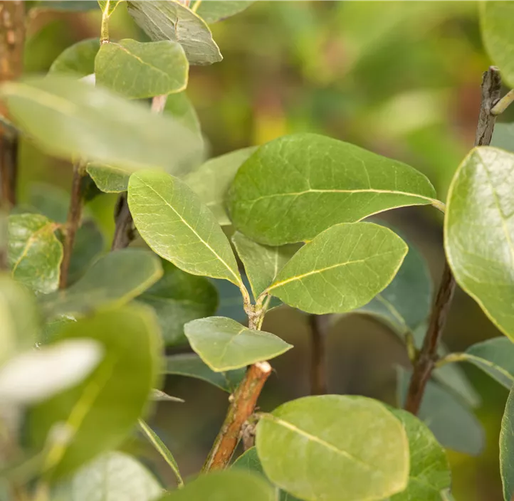 Brasilianische Guave Halbstamm