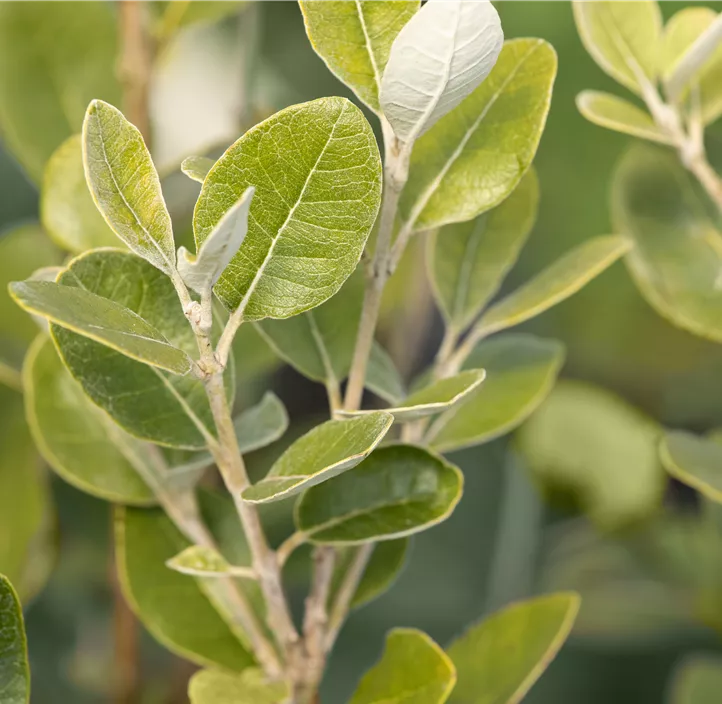 Brasilianische Guave Halbstamm