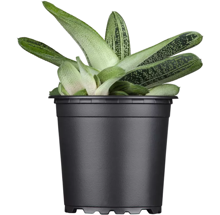 Aloe